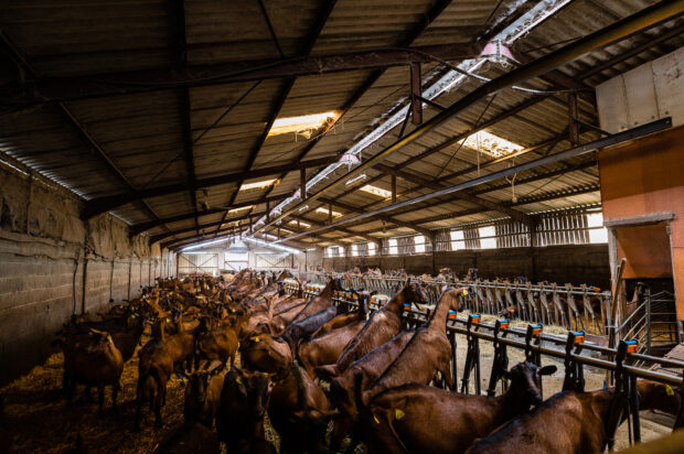 La ferme EARL Les Fromagines : une visite guidée - fromages-de-chèvres-Les-delices-de-Paul-et-Ninon-Amailloux-deux-sevres-32